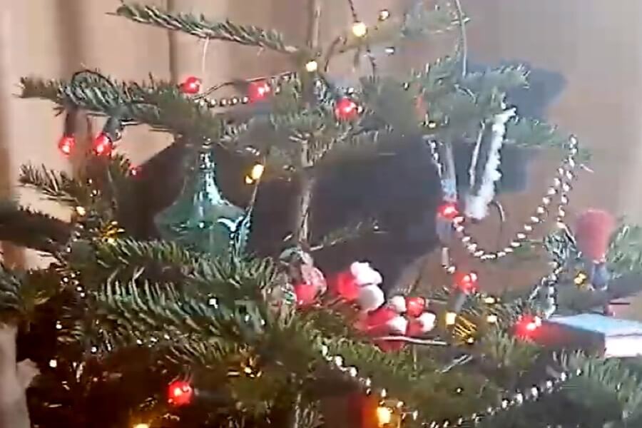 Mungo invades the Christmas Tree